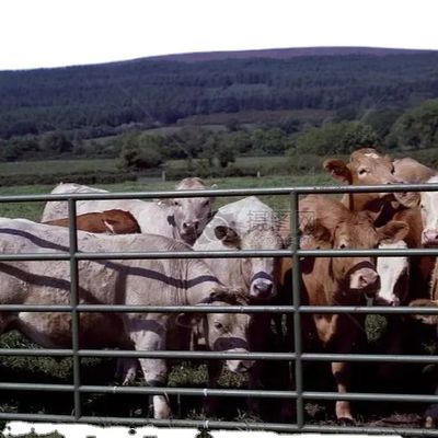 Casita de aves de corral de estructura de acero personalizada con instalación rápida