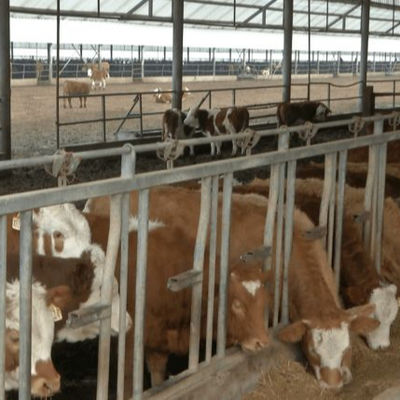 Casita de aves de corral de estructura de acero personalizada con instalación rápida