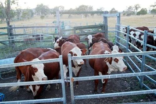 Casita de aves de corral de estructura de acero personalizada con instalación rápida