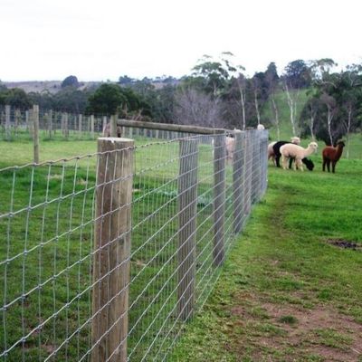 Casita de aves de corral de estructura de acero personalizada con instalación rápida